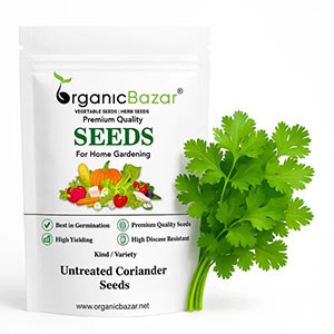 Coriander